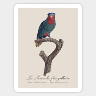 La Perruche Fringillaire Parakeet - Jacques Barraband 19th century Illustration Magnet